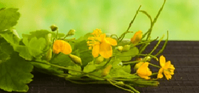 Flores limpas