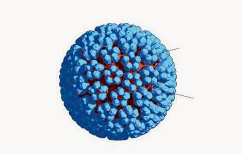 Modelo 3D de HPV