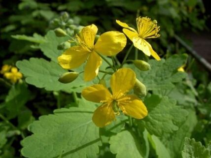 flores de grama celandine para verrugas
