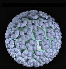 papilomavírus humano